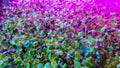 250 Alfalfa Microgreen Seeds for Healthy Microgreens - Medicago sativa - Non-GMO, Organic, Easy to Grow