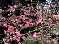 Japanese Ume Plum 2 Cuttings Pink Variety Fragrant Winter Flowers Edible Fruits Prunus mume
