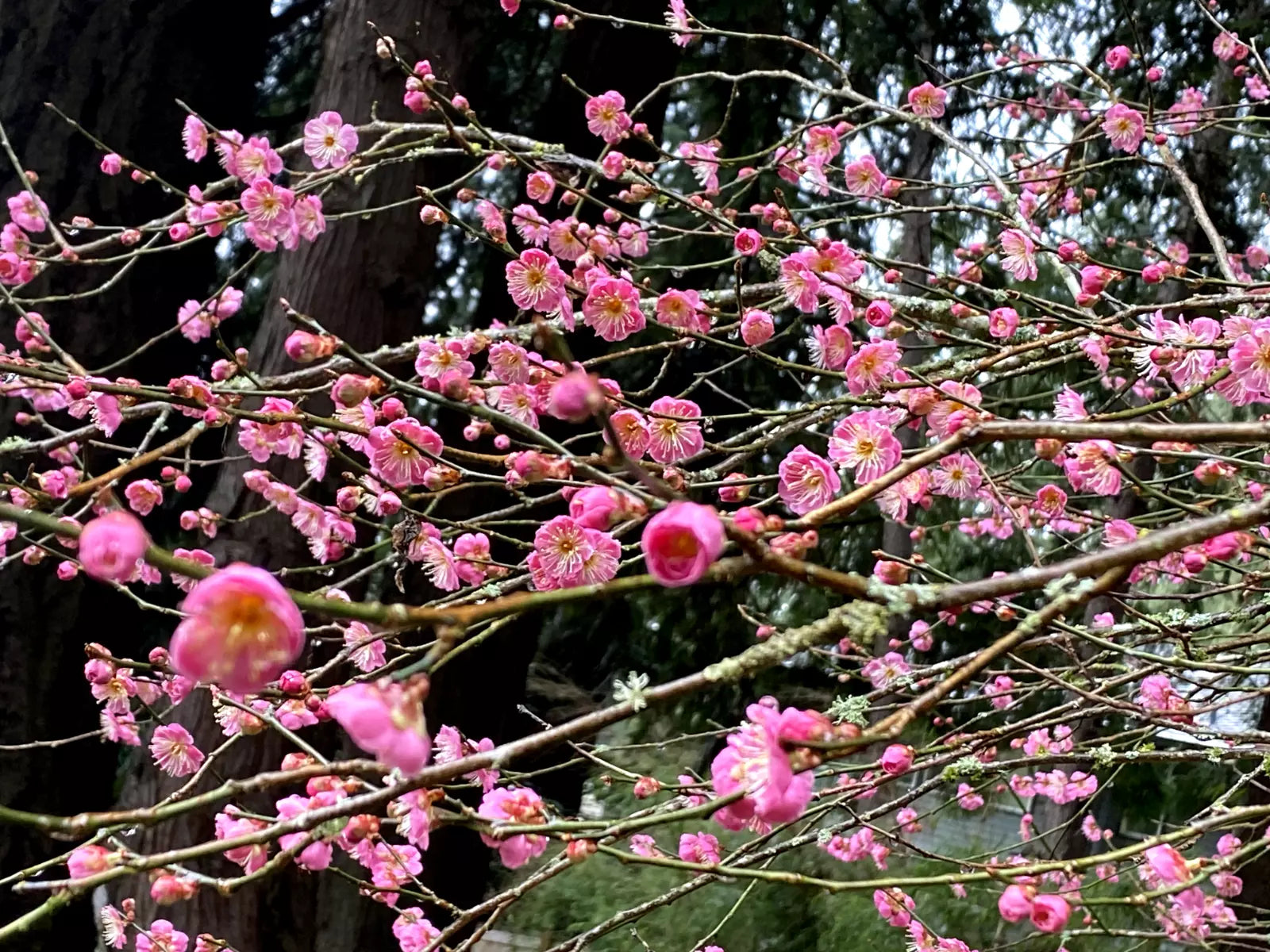 Japanese Ume Plum 2 Cuttings Pink Variety Fragrant Winter Flowers Edible Fruits Prunus mume