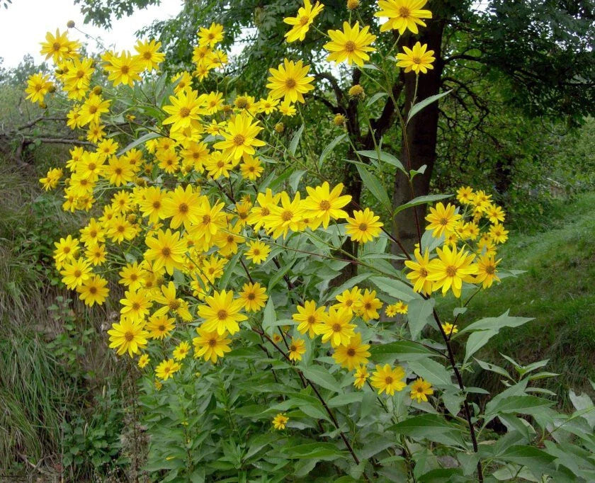 Jerusalem Artichoke Starter Live Plant Helianthus tuberosus Sunchoke Root Vegetable Zone 3-9