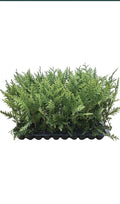 5 Green Giant Arborvitae Trees, Thuja Plicata, Evergreen Privacy Shrub, 30-50 Ft Tall, Fast Growing, Bare Root Plant