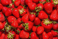 Jewel Strawberry Plants Bare Root - Everbearing, Fragaria x ananassa, High Yield, Sweet Flavor, Home Garden