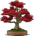 Japanese Red Maple Bonsai Seeds | 20 Seeds | Acer palmatum | Ideal for Bonsai and Japanese Gardens