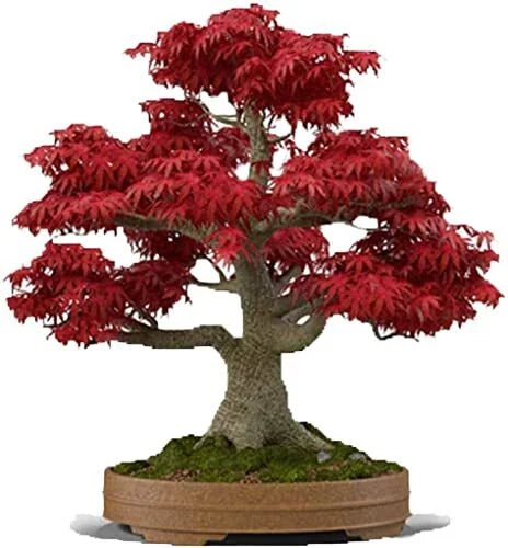 Japanese Red Maple Bonsai Seeds | 20 Seeds | Acer palmatum | Ideal for Bonsai and Japanese Gardens