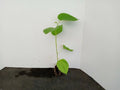 Dwarf Everbearing Mulberry Trees - 2 Starter Plants - Morus nigra - Organic, 4-12 Inches Tall, Zones 6-10, Edible Berries