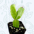 Christmas Cactus Plant 2 Inch Schlumbergera x buckleyi Succulent Indoor Houseplant