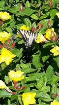 2 Perennial Sundrops Plants, Yellow Flowers, Oenothera fruticosa, Easy Care, Drought Resistant, Full Sun, Evening Primrose
