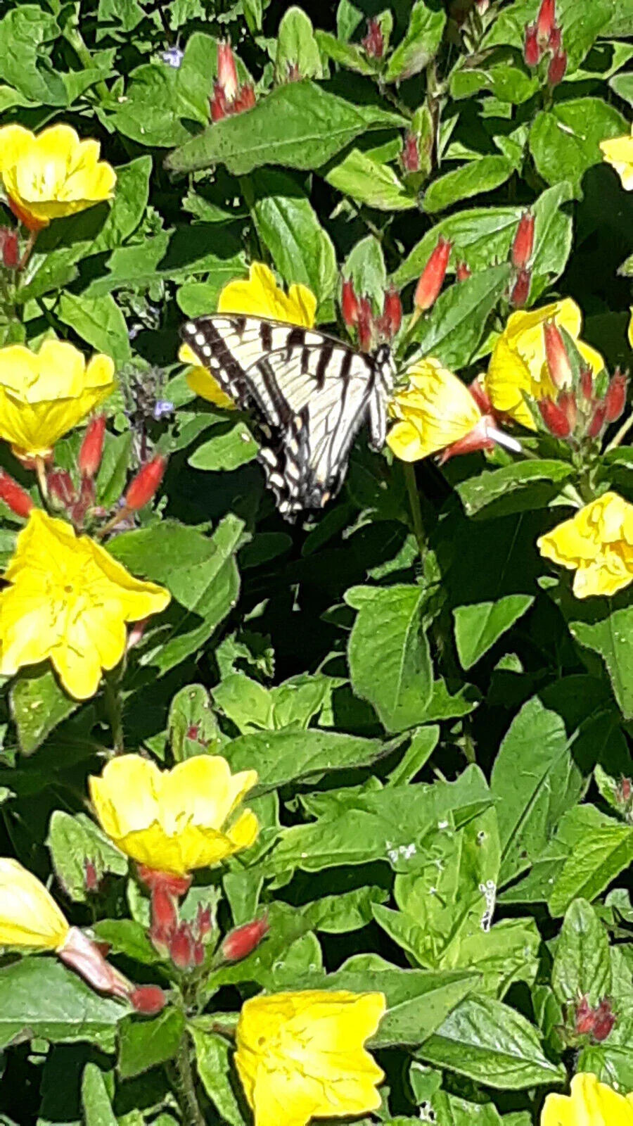 2 Perennial Sundrops Plants, Yellow Flowers, Oenothera fruticosa, Easy Care, Drought Resistant, Full Sun, Evening Primrose