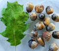 Eastern Black Oak Acorns Seeds - 50 Seeds - Quercus velutina - Mature Height 50-70 ft - Zone 4 to 8 - Shiny Oval Acorns