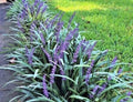 Monkey Grass 25 Bare Root Plants, Big Blue Clumping, Liriope Spicata, Ground Cover, Sun/Partial Shade
