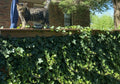10 Live Rooted English Ivy Plants - 4 Inch Green Groundcover Vines - Hedera helix - Hardy, Low Maintenance, Evergreen
