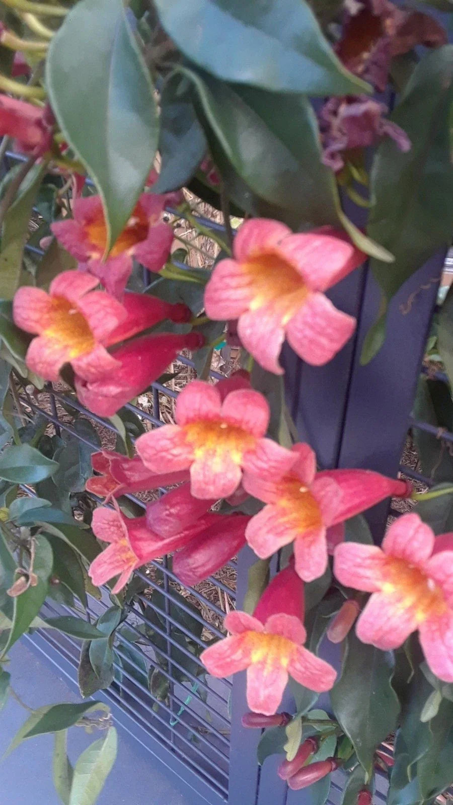 Crossvine Live Vines 4-Pack - Rare Wild Bignonia Capreolata - Southern Alabama Native