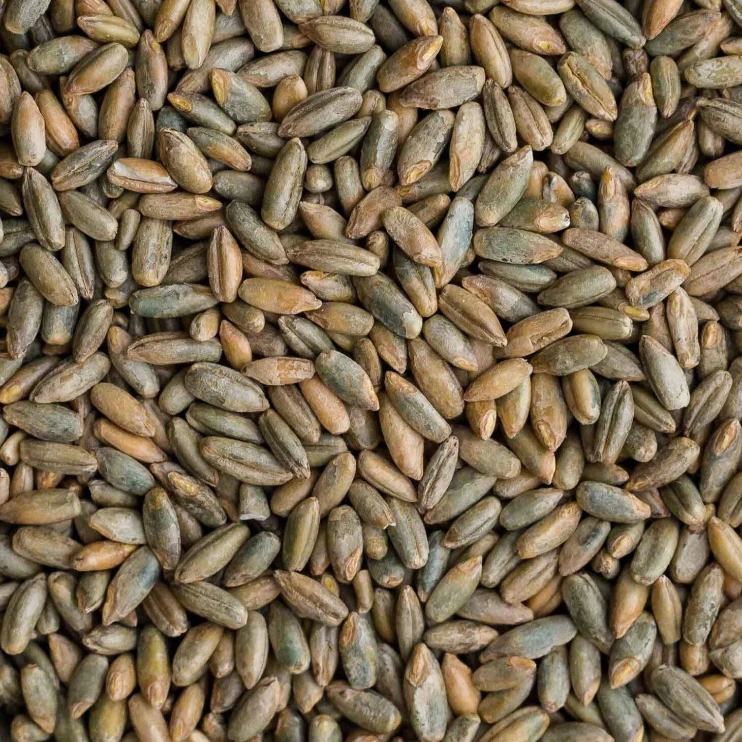 Rye Berries 25 Pounds - High Fiber, High Iron - CZ Grain Signature Rye (Secale cereale)