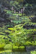 Hardy Water Canna Plant - Thalia Dealbata - Root with 1-2 Shoots - Aquatic Flowering Plant for Ponds and Water Gardens