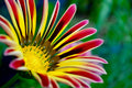 Gazania Seeds - 100 Count - Colorful Mix - Gazania rigens - Made in USA, Ships from Iowa