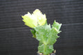 Christmas Cactus Plant - U Pick Any 1 Variety - Schlumbergera Truncata - Easy Care Indoor Succulent for Holiday Decor