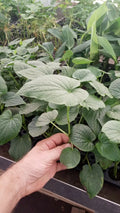 Piper Umbellatum Medicinal Plant - 5 Inch+ Starter Pack - Rare Tropical Herb - Non-Chemical Grown