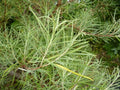 Rosemary Willow Tree Cuttings - 24 Pack - Attractive Landscape or Privacy Bush - Salix rosemary