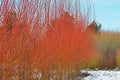 Flame Willow Trees - 4 Pack - Vibrant Orange and Red Bark - Salix purpurea
