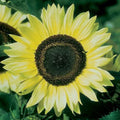 Lemon Queen Sunflower Seeds - 100 Count - Helianthus annuus - Ideal for Planting and Garden Displays