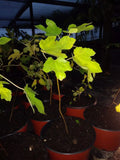 Ficus Black Mission Fig Tree 7"-10" Cold Hardy Live Plant Set of 2