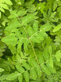Bare-root Royal Fern | Osmunda regalis var. spectabilis | Tall Deciduous Fern with Fertile Fronds and Rusty Spores