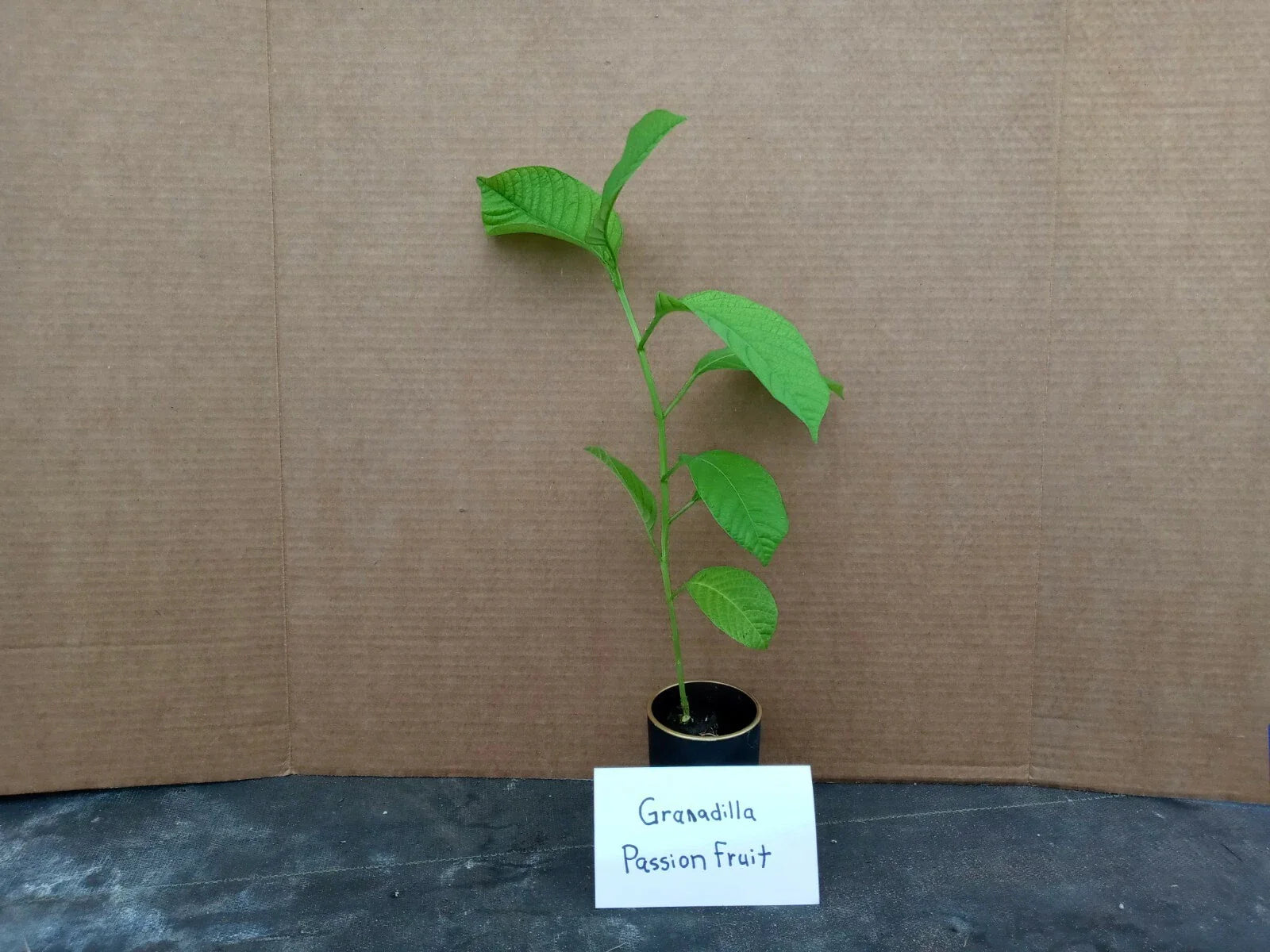 Yellow Passion Fruit Plant - 6 to 8 Inch Live Starter - Passiflora edulis - Edible Vine, Non-GMO, Free Shipping