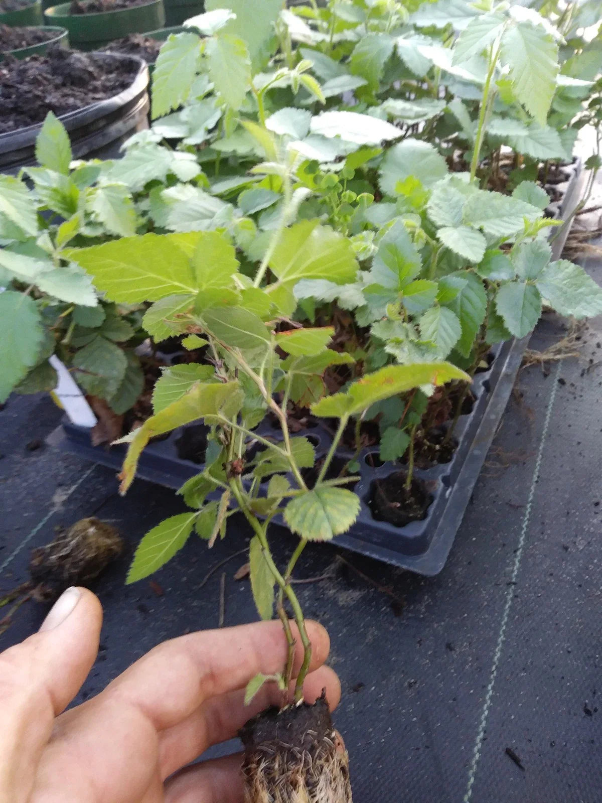 Triple Crown Thornless Blackberry Plant - 1 Healthy Non-GMO, Pesticide-Free, Rubus fruticosus