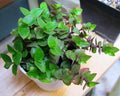 Dwarf Wandering Jew Plant - 2" Pot - Bolivian Chain Plant - Tradescantia Minima, Callisia Repens