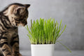Cat Grass Seeds 1 Lb - Nutritious Tasty Treat for Cats - Barley Grass (Hordeum vulgare)