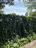 10 Live Rooted English Ivy Plants - 4 Inch Green Vine Groundcover - Hedera helix - Hardy Evergreen Garden Plant