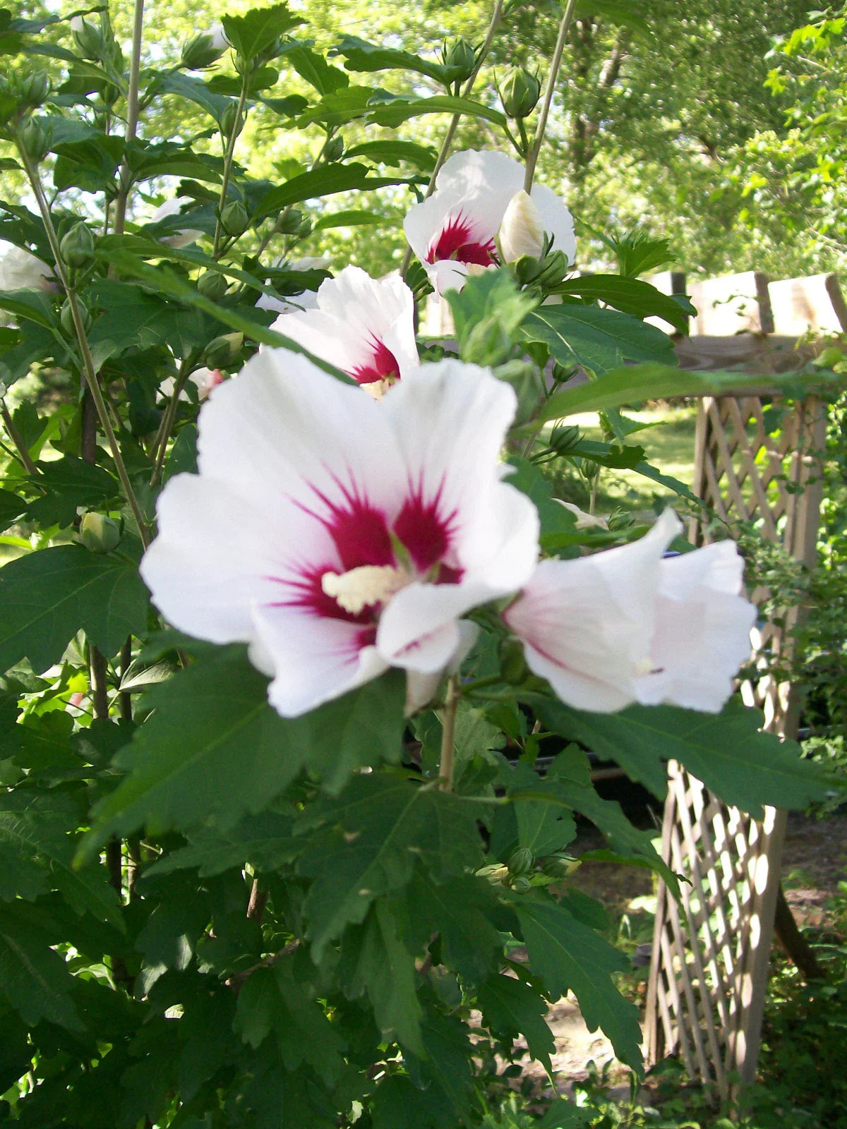 Set of 4 Rose of Sharon Plants, 6-12 Inches, Mixed Colors, Hibiscus syriacus, 1-2 Years Old, Hardy Zones 5-9