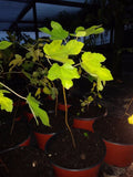Ficus Black Mission Fig Tree Plant - Cold Hardy - 2 Pack - Edible Fig (Ficus carica) - Non-GMO, Pesticide Free