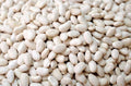 Navy Bean Seeds - 50 Count for Planting - White Kidney Variety - Phaseolus vulgaris