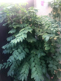 Unrooted Cuttings 8" Katuk Branches Herb - Organic CA Grown - Culinary Use, Tropical Flavor, Edible Green