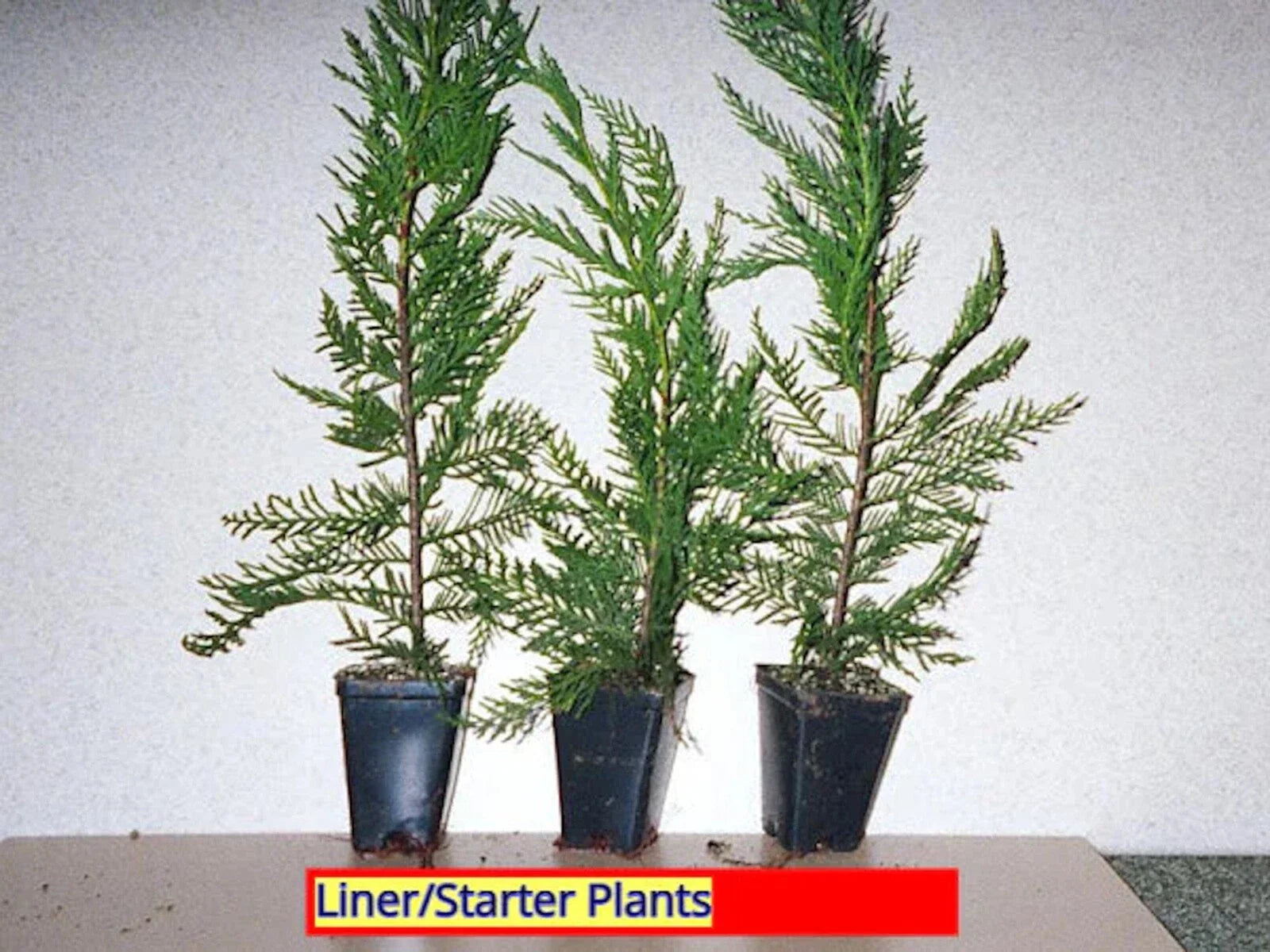 Leyland Cypress Trees - 30 Bare Root Starter Plants - Cupressocyparis leylandii - Fast Growing Evergreen Hedge - Zones 5-9