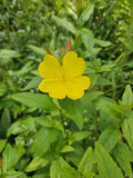 Evening Primrose Plant Bare Root | Glacious Yellow Flowers | Perennial Zones 3-10 | Oenothera Glazioviana