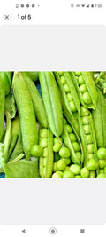 Organic Green Arrow Pea Seeds Non-GMO Heirloom, 65-75 Days, Crisp & Tender, Wilt & Mildew Resistant, Tall Vines, Vegetable Gardening