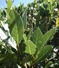 Sweet Laurel Bay Tree Cuttings - 5 Live Plants - Laurus nobilis - Aromatic Foliage, Culinary Herb, Free US Shipping
