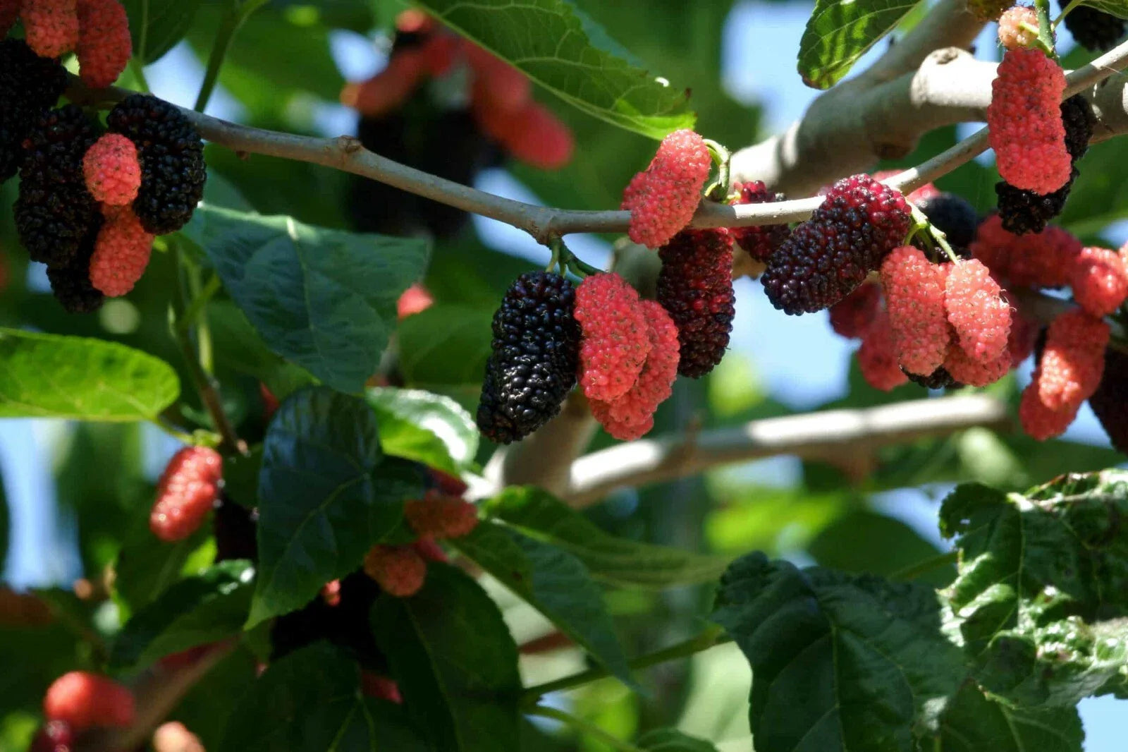 Illinois Everbearing Mulberry Tree Live Plant 3-15 inches Tall Morus alba, Established Starter Plant, Pesticide-Free, Fast Shipping