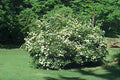 Arrowwood Viburnum Shrub Live Plant Set of 2, 8-12 Inches, Bare Root, Viburnum dentatum, Hardy Zones 5-9