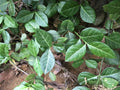 Wintercreeper Euonymus Plants - 3 Starter Plants - Evergreen Perennial Ground Cover - Euonymus fortunei