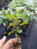 Triple Crown Thornless Blackberry Plants - 10 Pack - Non-GMO, Pesticide-Free - Rubus fruticosus