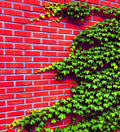 Boston Ivy Seeds - 50 Count - Easy to Grow Vine - Parthenocissus tricuspidata - Ships from Iowa, USA