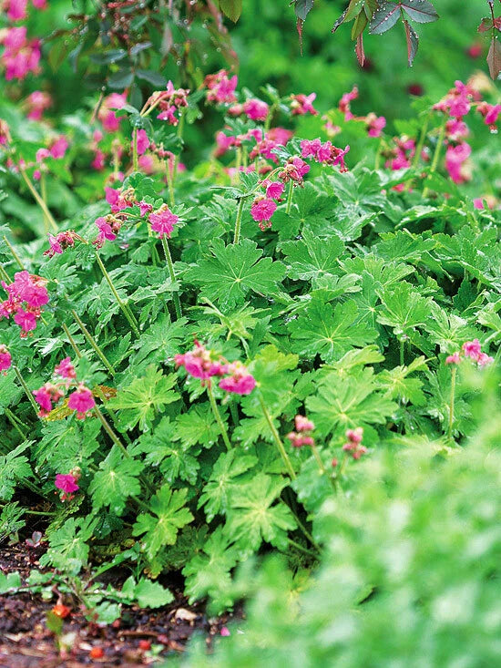 Big Root Geranium Live Plants Set of 3 - Geranium macrorrhizum Perennial