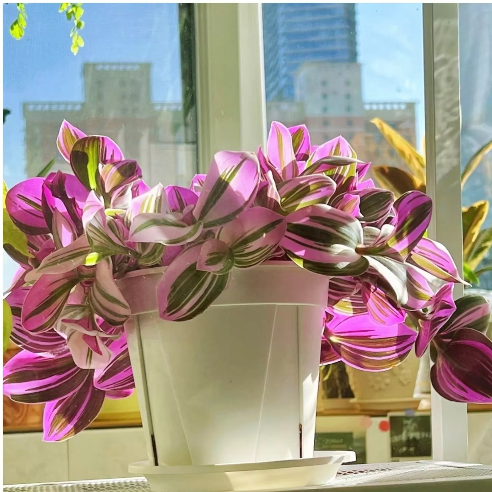 Unrooted Tradescantia Nanouk Cuttings - 3-4” Rare Pink Wandering Jew Houseplant - Perfect for Indoor Gardening