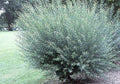 Willow Bush Cuttings - 1 Basket - Salix purpurea - Prized for Branches for Wicker and Crafts