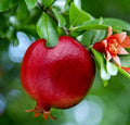 Pomegranate Fruit Tree Seedling 1ft - Wonderful Variety, Bright Red Fruit, Orange Flowers, Punica Granatum, Butterfly Attractant