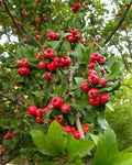 Heirloom Mayhaw Fruit Trees 2-Pack, 1ft Red Seedlings, Crataegus aestivalis, Bare Root, USA Seller