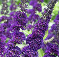 Buddleja Davidii 6" Purple Butterfly Bush Unrooted Cuttings 7-Pack Live Flower Plant